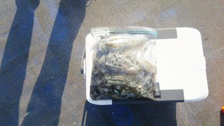 マリンガイド福丸 釣果