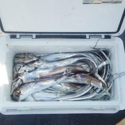 マリンガイド福丸 釣果