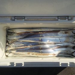 マリンガイド福丸 釣果