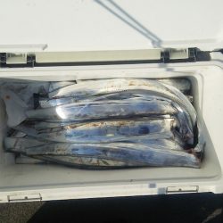 マリンガイド福丸 釣果