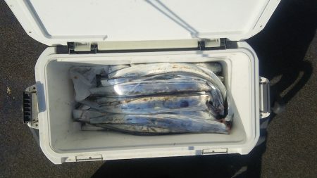 マリンガイド福丸 釣果