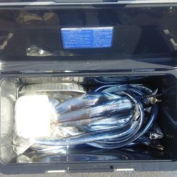 マリンガイド福丸 釣果