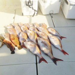 マリンガイド福丸 釣果