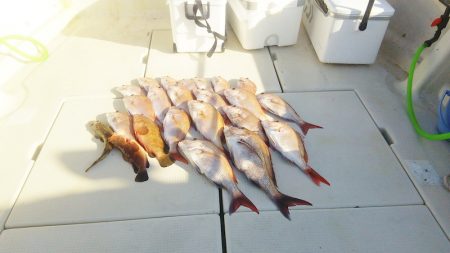 マリンガイド福丸 釣果