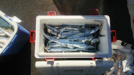 マリンガイド福丸 釣果