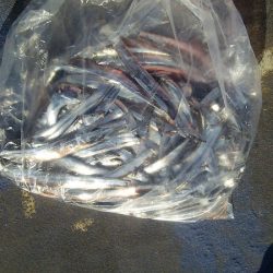 マリンガイド福丸 釣果