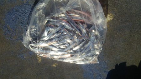 マリンガイド福丸 釣果