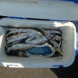 マリンガイド福丸 釣果