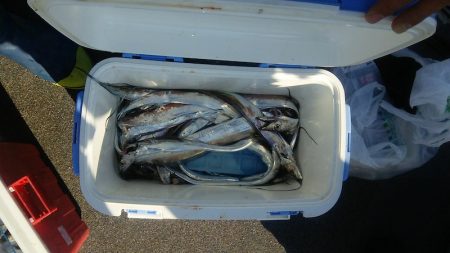 マリンガイド福丸 釣果