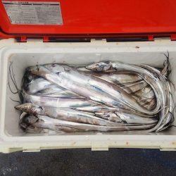 マリンガイド福丸 釣果