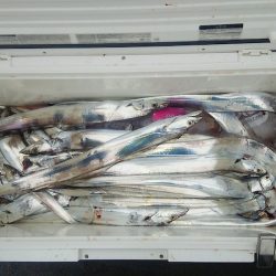 マリンガイド福丸 釣果