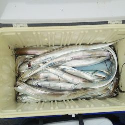 マリンガイド福丸 釣果