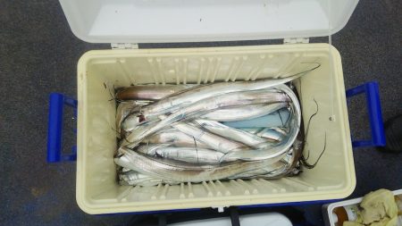 マリンガイド福丸 釣果