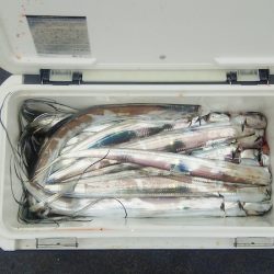 マリンガイド福丸 釣果