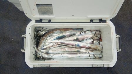 マリンガイド福丸 釣果