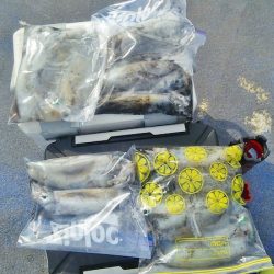 マリンガイド福丸 釣果