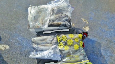 マリンガイド福丸 釣果