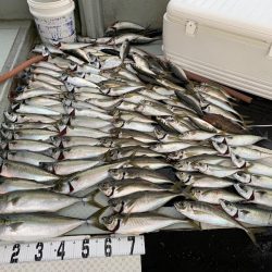 オーシャンスター(Ocean Star) 釣果