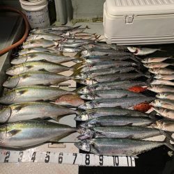 オーシャンスター(Ocean Star) 釣果