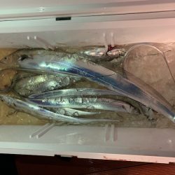 オーシャンスター(Ocean Star) 釣果