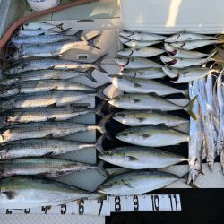 オーシャンスター(Ocean Star) 釣果