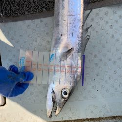 オーシャンスター(Ocean Star) 釣果