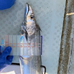 オーシャンスター(Ocean Star) 釣果