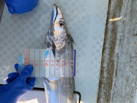 オーシャンスター(Ocean Star) 釣果