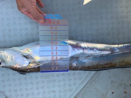 オーシャンスター(Ocean Star) 釣果