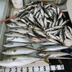 オーシャンスター(Ocean Star) 釣果