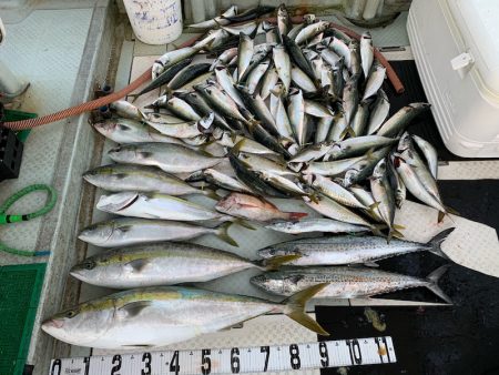 オーシャンスター(Ocean Star) 釣果