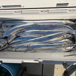 オーシャンスター(Ocean Star) 釣果