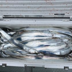 オーシャンスター(Ocean Star) 釣果