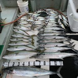 オーシャンスター(Ocean Star) 釣果