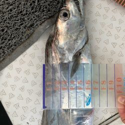 オーシャンスター(Ocean Star) 釣果