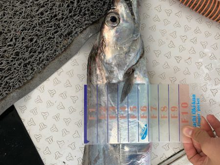 オーシャンスター(Ocean Star) 釣果