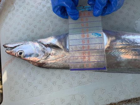 オーシャンスター(Ocean Star) 釣果