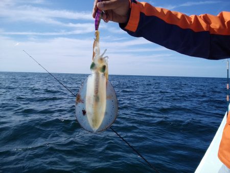 ひな丸 釣果