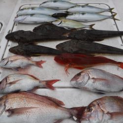 ＪＤＩ　Ｒａｃｉｎｇ　シールズマリンレジャー 釣果