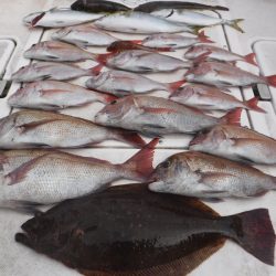 JDI Racing シールズマリンレジャー 釣果