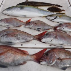 ＪＤＩ　Ｒａｃｉｎｇ　シールズマリンレジャー 釣果