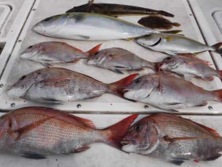 ＪＤＩ　Ｒａｃｉｎｇ　シールズマリンレジャ…