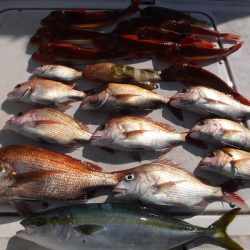 JDI Racing シールズマリンレジャー 釣果