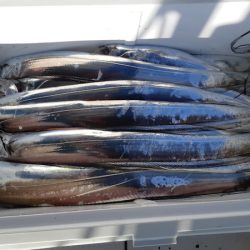 KIM Fishing Guide Service 釣果