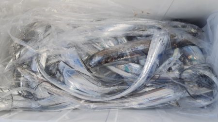 KIM Fishing Guide Service 釣果