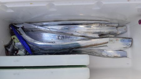 KIM Fishing Guide Service 釣果