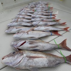 KIM Fishing Guide Service 釣果