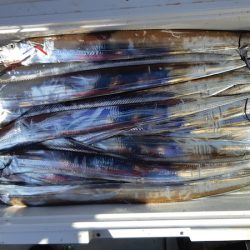 KIM Fishing Guide Service 釣果