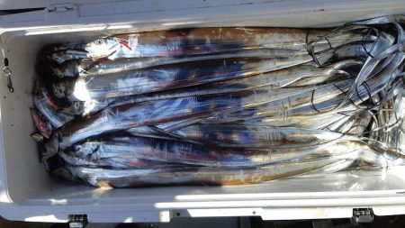 KIM Fishing Guide Service 釣果