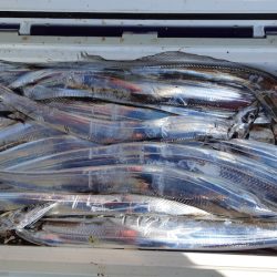 KIM Fishing Guide Service 釣果